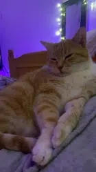 Avatar image of loloww351