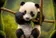 Avatar image of panda8773