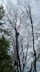 Avatar image of antheversepokemon