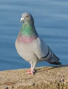 Avatar image of Pigeon60