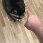 Avatar image of Ekodipe