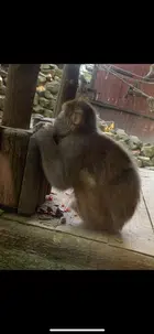 Avatar image of Nicojuppin