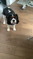 Avatar image of sachaebel