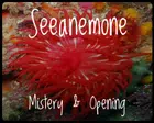 Avatar image of seeanemone017