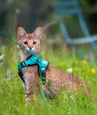 Avatar image of Kenso