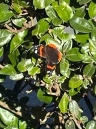 Avatar image of AL.Collector