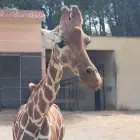 Avatar image of kikor33