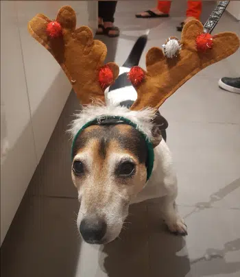 - 50 %* SHOW JEUX ET JOUETS ! BANGER SUR VOUS !