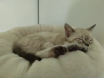 Items pokémon naruto chinois korean