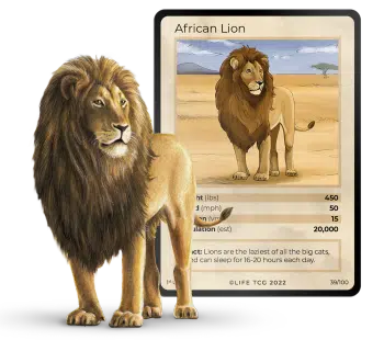 ✨ INVOCATION LIFE TCG • Découvrez la pépite JCC du moment !