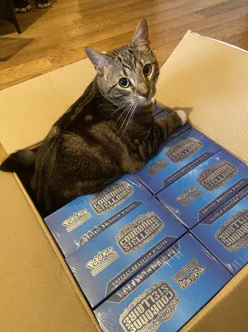 Show cartes gradées escouade à petit prix / Booster 151 et 8.5