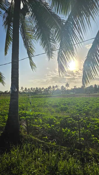 1€ pdd items exclusifs et quasi introuvable du Japon