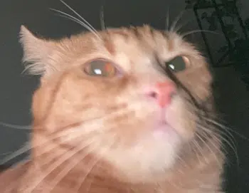 RETRO 1€PDD petit live peinard